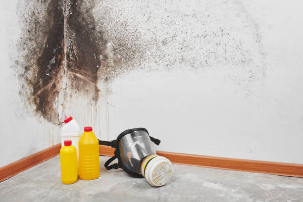Best Fast Mold Removal  in Nashville, NC