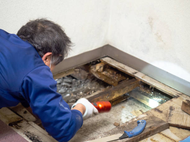 Best Mold Testing  in Nashville, NC