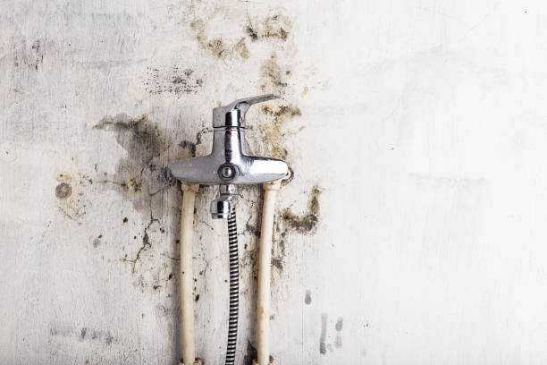 Best Residential Mold Removal  in Nashville, NC