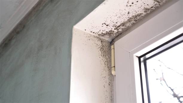 Best Mold Remediation Services  in Nashville, NC