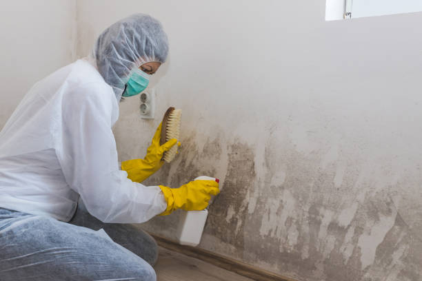 Best Toxic Mold Removal  in Nashville, NC