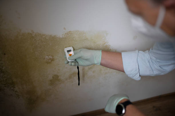 Best Mold Remediation  in Nashville, NC