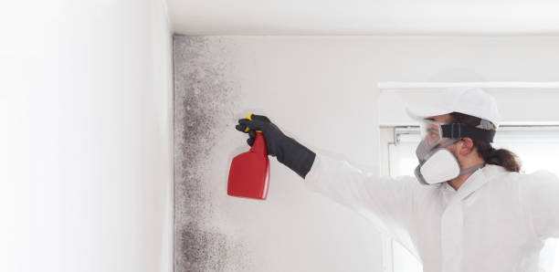 Best Same-Day Mold Removal  in Nashville, NC