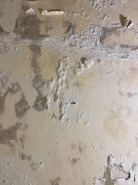 Best Commercial Mold Removal  in Nashville, NC