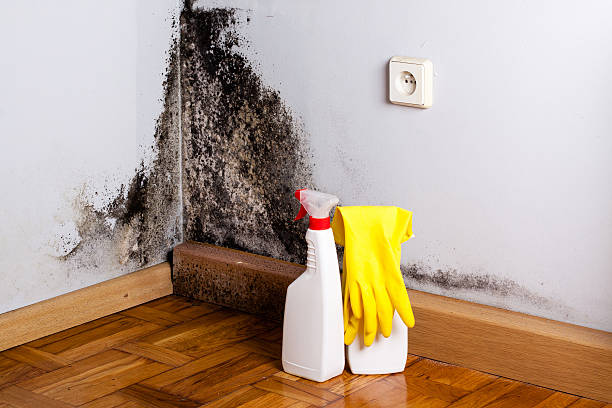 Home Mold Removal in Nashville, NC