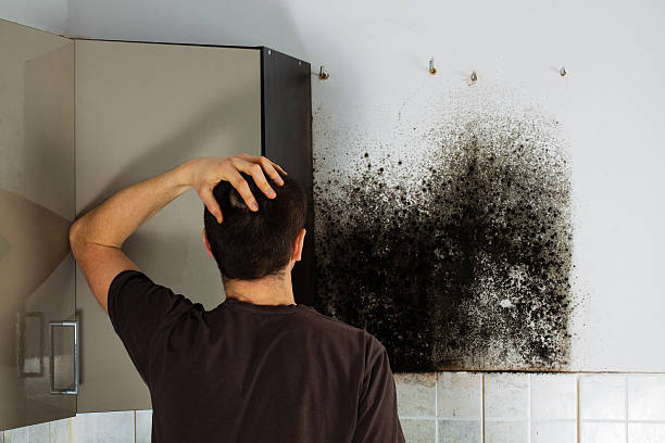 Best Certified Mold Removal  in Nashville, NC