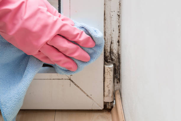 Best Mold Testing and Removal  in Nashville, NC