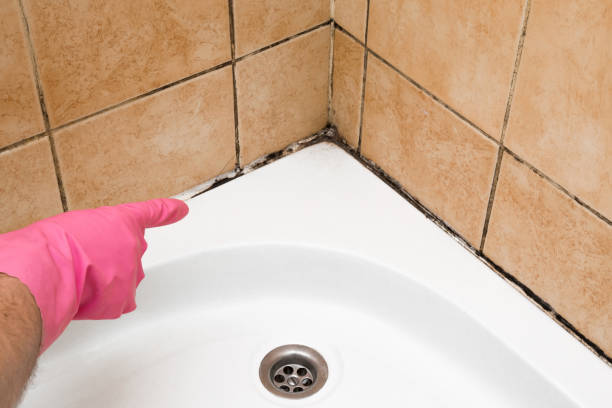 Trusted Nashville, NC Mold Removal Experts